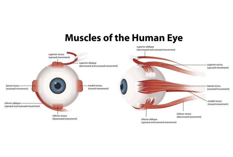 Eye Muscle Strain Vision Specialists Of Michigan Bloomfield Hills